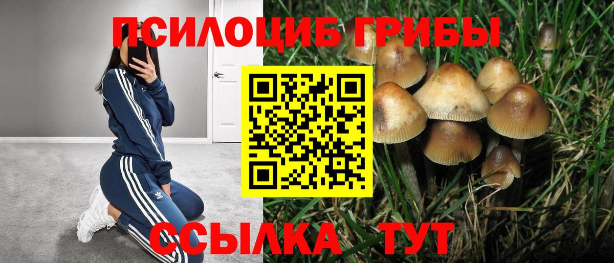 Псилоцибиновые грибы GOLDEN TEACHER Ефремов